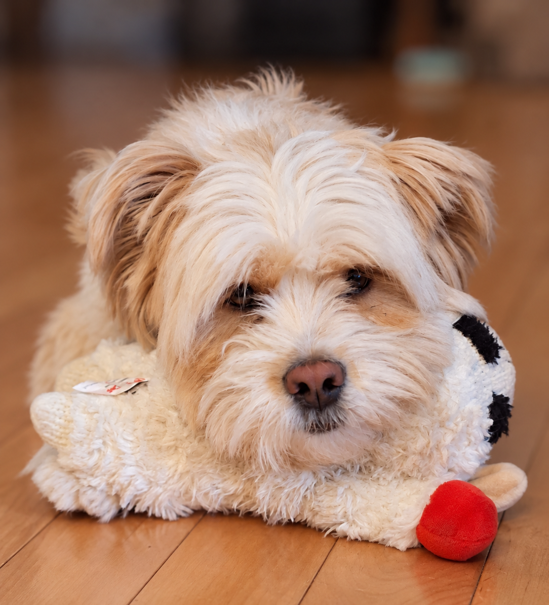 Charlie, a small fluffy white dog, lying on a wooden floor with a stuffed lion toy